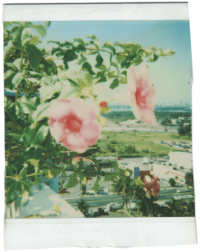 Rooftop Garden Polaroid - Flowers